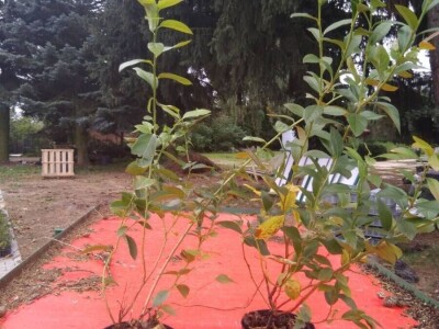 Sadnice borovnice - Poljska