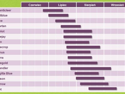 Sadnice borovnice - Poljska