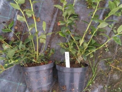 Sadnice borovnice - Poljska