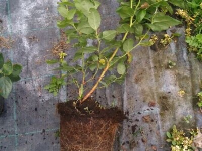 Sadnice borovnice - Poljska