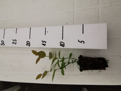 Sadnice borovnice - Poljska