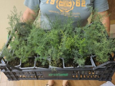 Sadnice divlje šparoge