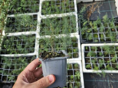 Sadnice divlje šparoge