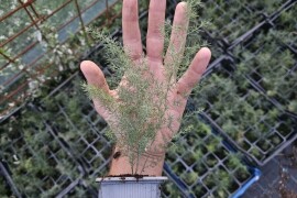 Sadnice divlje šparoge