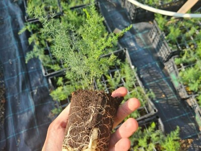 Sadnice divlje šparoge