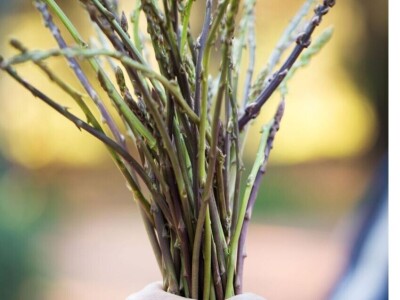 Sadnice divlje šparoge