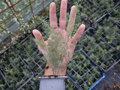 Sadnice divlje šparoge