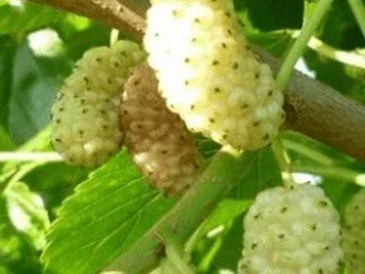 Rezervacije u toku za sadnju voćnih sadnica