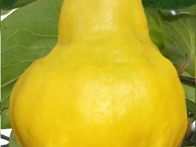 Rezervacije u toku za sadnju voćnih sadnica