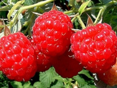 Sadnice Fertodi Zamatos