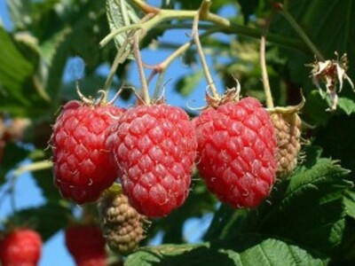 Sadnice Fertodi Zamatos