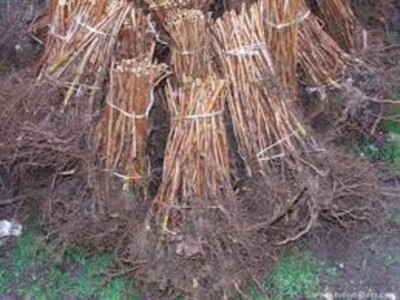 Sadnice Fertodi Zamatos