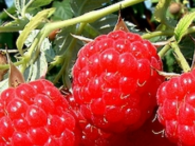 Sadnice Fertodi Zamatos