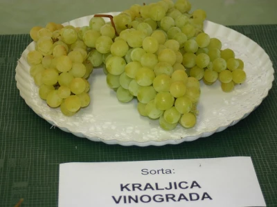 Sadnice grozdja za proleće 2023 veliki izbor sorti