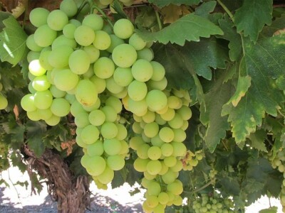 Sadnice grozdja za proleće 2023 veliki izbor sorti