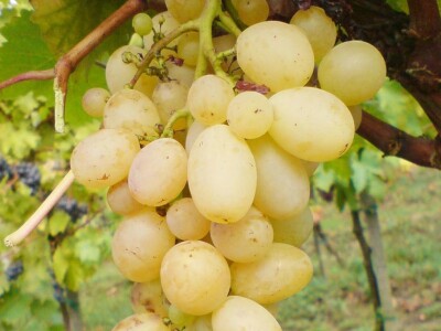 Sadnice grozdja za proleće 2023 veliki izbor sorti