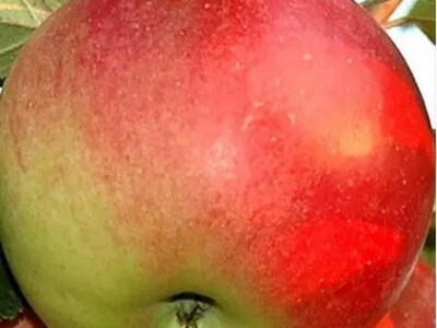 Rezervacije u toku za jesenju sadnju voćnih sadnica