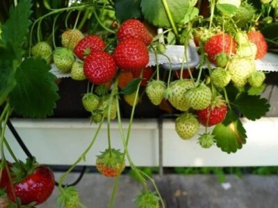 Rezervacije u toku za jesenju sadnju voćnih sadnica
