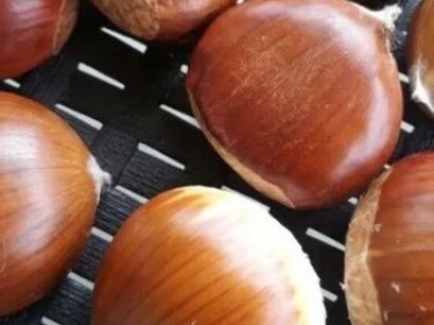 Rezervacije u toku za jesenju sadnju voćnih sadnica