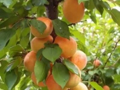 Rezervacije u toku za jesenju sadnju voćnih sadnica