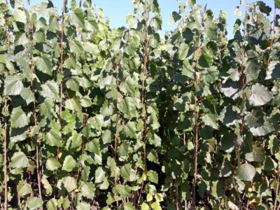 Sadnice Kanadske toploe