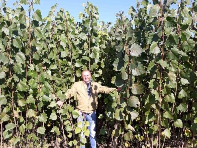 Sadnice Kanadske toploe