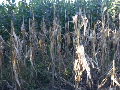 Sadnice Kanadske toploe