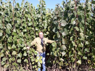 Sadnice Kanadske toploe