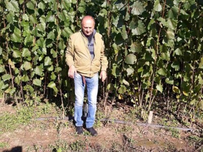 Sadnice Kanadske toploe