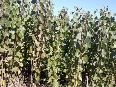 Sadnice Kanadske toploe