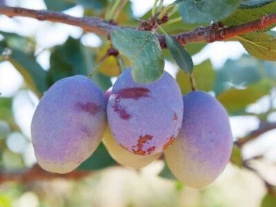 Sadnice koštunjavog voća – Breskve, kajsije, šljive, orasi!