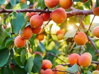 Sadnice koštunjavog voća – Breskve, kajsije, šljive, orasi!