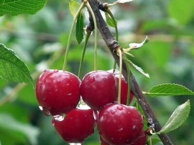 Sadnice koštunjavog voća – Breskve, kajsije, šljive, orasi!