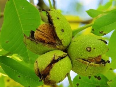 Sadnice koštunjavog voća – Breskve, kajsije, šljive, orasi!