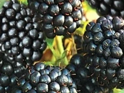 Rezervacije u toku za sadnju voćnih sadnica