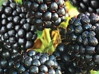 Rezervacije u toku za jesenju sadnju voćnih sadnica