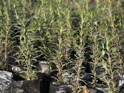 Sadnice lavande i ruzmarina