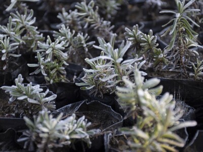 Sadnice lavande i ruzmarina