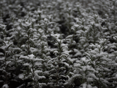 Sadnice lavande i ruzmarina