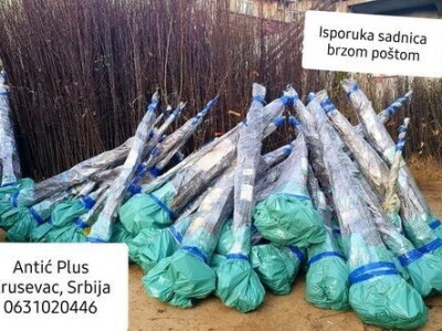 Sadnice voca svih vrsta - Dostava brzom postom