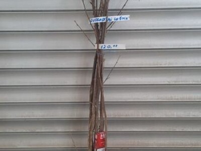 Sadnice lešnika - 30% - Rezervisite na vreme