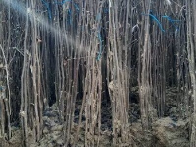 Sadnice lešnika - 30% - Rezervisite na vreme