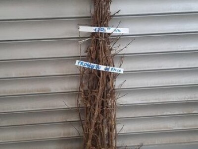 Sadnice lešnika - 30% - Rezervisite na vreme