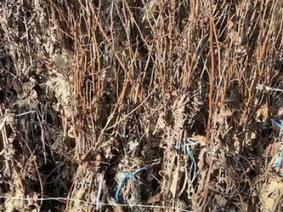 Sadnice lešnika - 30% - Rezervisite na vreme