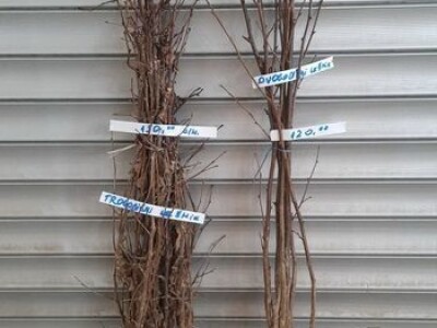 Sadnice lešnika - 30% - Rezervisite na vreme