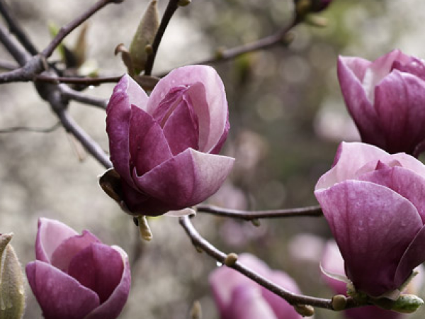 Sadnice magnolije