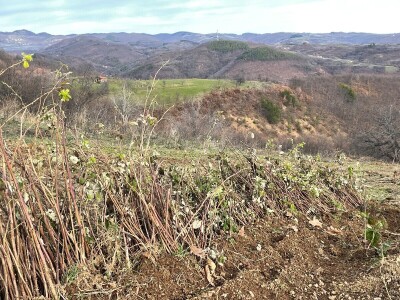 Sadnice Maline Vilamet