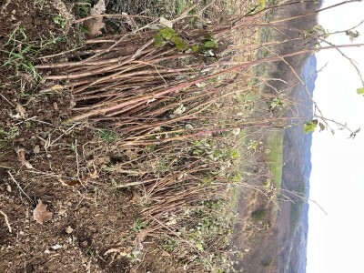 Sadnice Maline Vilamet