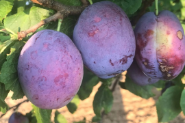 Sadnice voća, ruža i ukrasnog bilja za jesensku sadnju - moguća rezervacija