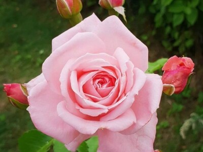 Sadnice voća, ruža i ukrasnog bilja za jesensku sadnju - moguća rezervacija